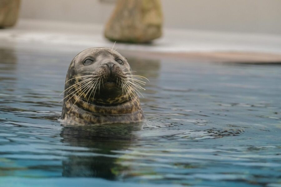 A harbor seal swims peacefully in calm water, showcasing its whiskers and curious expression.