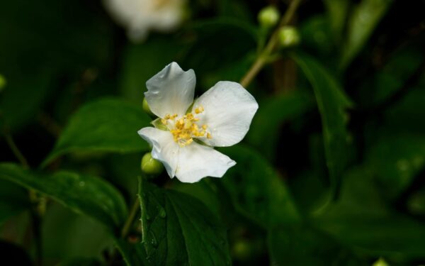 Jazminlapis pradedantiesiems: patarimai ir taisyklės, kada sodinti ir kaip užtikrinti žydėjimą