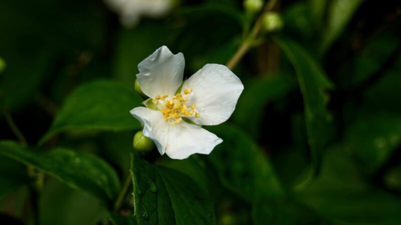 Jazminlapis pradedantiesiems: patarimai ir taisyklės, kada sodinti ir kaip užtikrinti žydėjimą