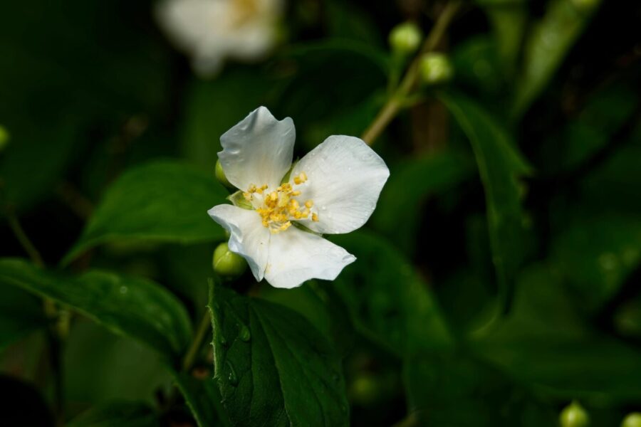 Jazminlapis pradedantiesiems: patarimai ir taisyklės, kada sodinti ir kaip užtikrinti žydėjimą