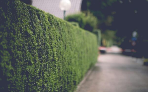 Tobula gyvatvorė be pastangų: paprasti patarimai, kaip tinkamai ją kirpti, kad būtų tanki ir graži