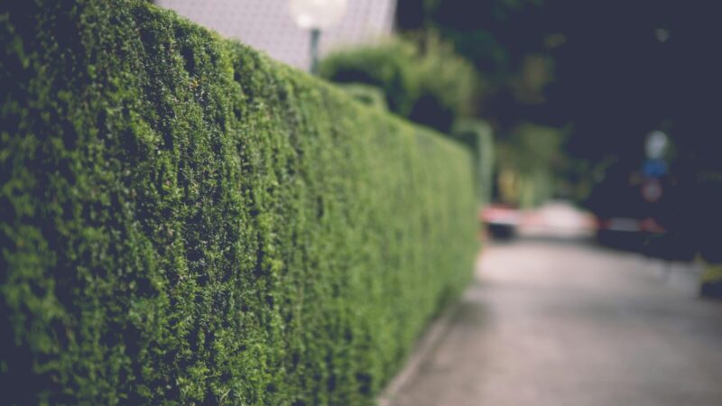 Tobula gyvatvorė be pastangų: paprasti patarimai, kaip tinkamai ją kirpti, kad būtų tanki ir graži