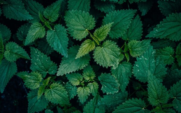 Dilgelė slepia daugiau nei atrodo: ekspertai ragina nepamiršti vienos svarbios taisyklės