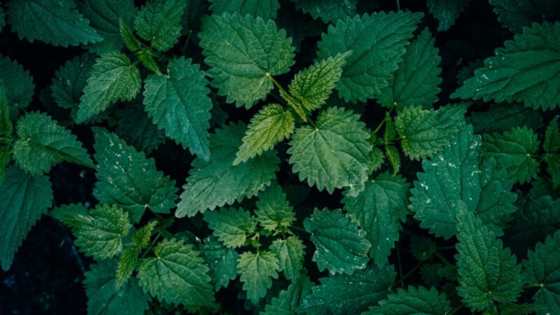 Dilgelė slepia daugiau nei atrodo: ekspertai ragina nepamiršti vienos svarbios taisyklės