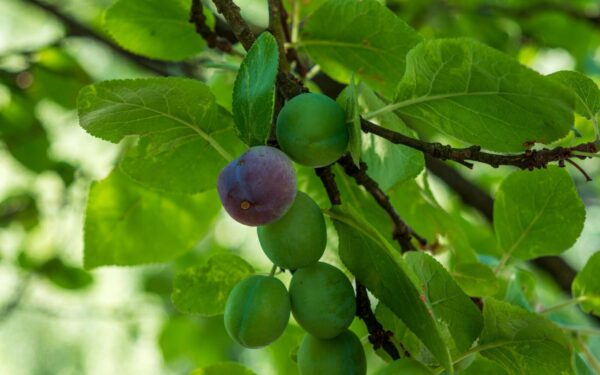 Balandžio purškimas lemia viso sezono slyvų derlių: vienas pavėluotas žingsnis ir medis nusilps
