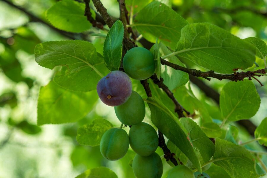 Balandžio purškimas lemia viso sezono slyvų derlių: vienas pavėluotas žingsnis ir medis nusilps