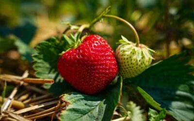 Sodininkai dalijasi netikėta gudrybe: bananų žievės gali padėti braškėms derėti gausiau