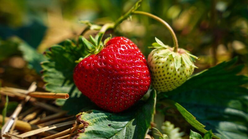 Sodininkai dalijasi netikėta gudrybe: bananų žievės gali padėti braškėms derėti gausiau
