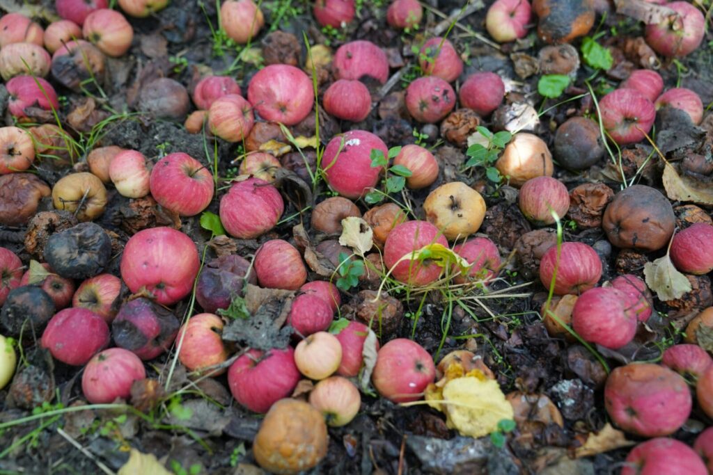 A collection of rotting apples scattered on the ground in an autumn orchard.