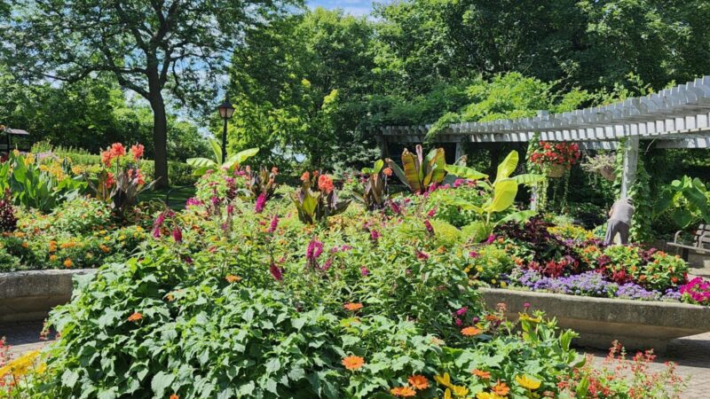 Gėlynas gali atrodyti taip be laistymo: sužinokite, kokie augalai išgyvena net per didžiausias sausras