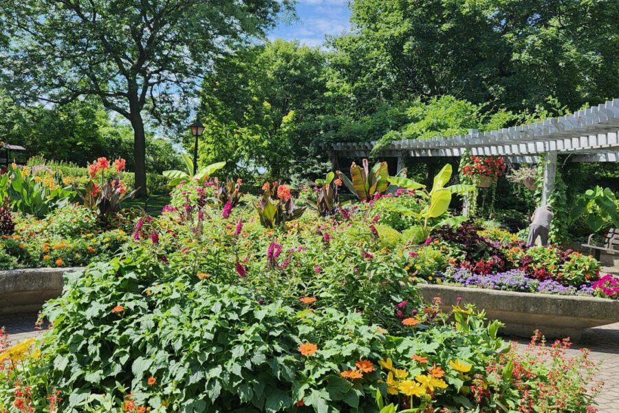 Gėlynas gali atrodyti taip be laistymo: sužinokite, kokie augalai išgyvena net per didžiausias sausras