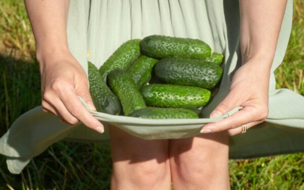 Agurkų sodinimas ir tręšimas: praktiniai patarimai daržininkams, kaip užtikrinti gausų derlių