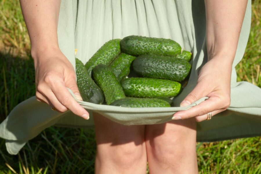 Agurkų sodinimas ir tręšimas: praktiniai patarimai daržininkams, kaip užtikrinti gausų derlių