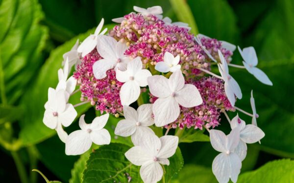 Greitai augantis vijoklis pavėsingoms vietoms: patarimai, kaip auginti vijoklinę hortenziją