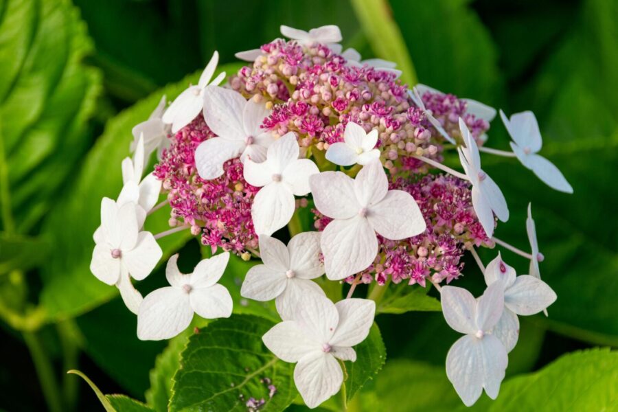 Greitai augantis vijoklis pavėsingoms vietoms: patarimai, kaip auginti vijoklinę hortenziją