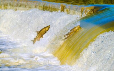 Tyrimas pribloškė mokslininkus: kokainas verčia lašišas elgtis kitaip, bet kokios tikrosios pasekmės ?