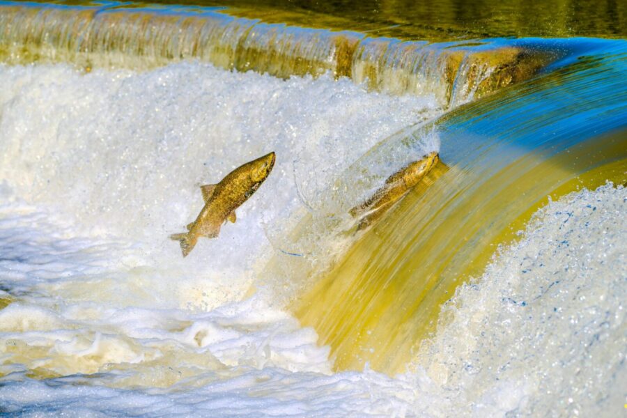 A vivid capture of salmon jumping over a river waterfall during the spawning season.