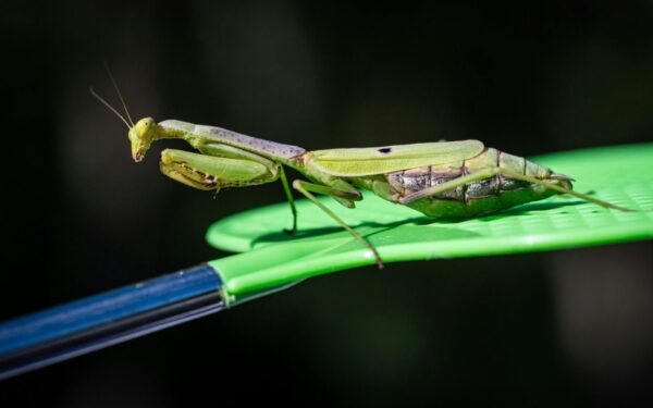 Maldininkai Lietuvoje: specialistai paaiškina, kaip juos atpažinti ir kodėl jie svarbūs ekosistemai