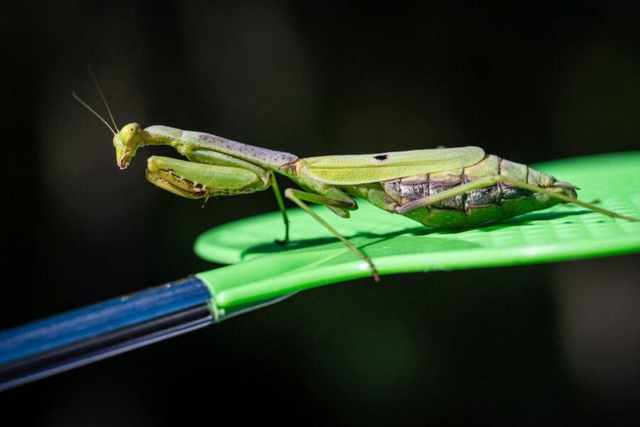 Maldininkai Lietuvoje: specialistai paaiškina, kaip juos atpažinti ir kodėl jie svarbūs ekosistemai