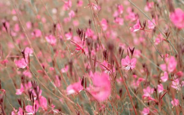 Drugelius primenantys žiedai: ilgai žydinčios gražuolės gauros priežiūra be sudėtingų taisyklių