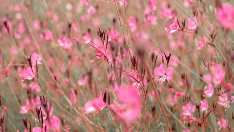 Drugelius primenantys žiedai: ilgai žydinčios gražuolės gauros priežiūra be sudėtingų taisyklių