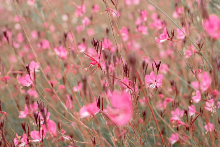 Drugelius primenantys žiedai: ilgai žydinčios gražuolės gauros priežiūra be sudėtingų taisyklių