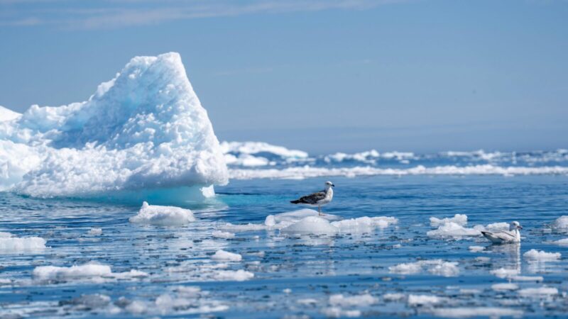 Atradimas Arktyje nustebino net mokslininkus, paaiškėjo, kad tai turi įtakos net ir debesims
