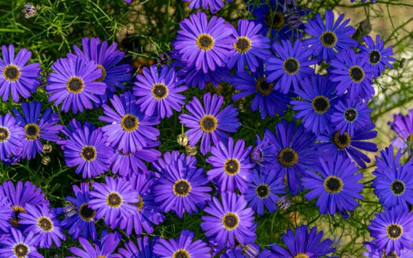 Svarbiausi patarimai: sužinokite, kuo ypatinga kuoduotoji brachiskomė ir kaip ją prižiūrėti