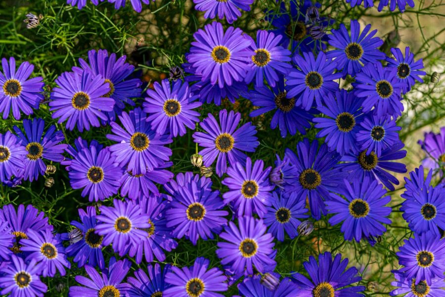 Svarbiausi patarimai: sužinokite, kuo ypatinga kuoduotoji brachiskomė ir kaip ją prižiūrėti