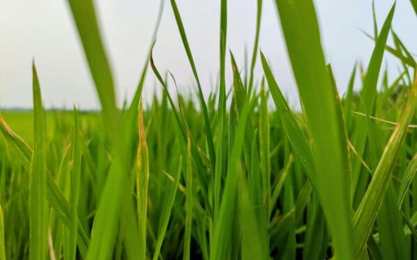 Mulčiavimas ne visada naudingas: svarbiausi patarimai, kaip išvengti problemų vejoje