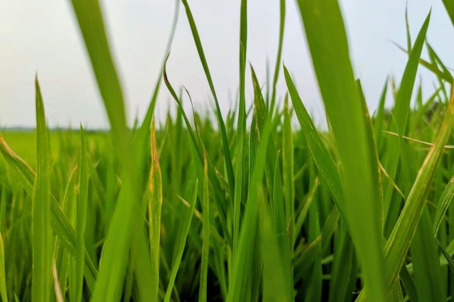 Mulčiavimas ne visada naudingas: svarbiausi patarimai, kaip išvengti problemų vejoje