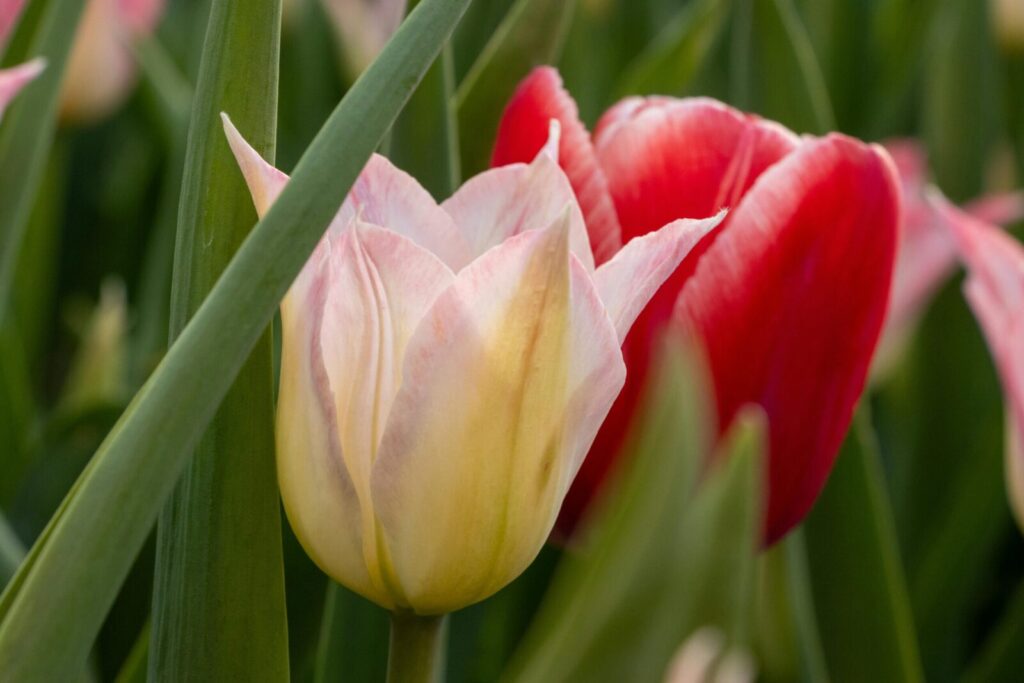 Vibrant red and pale tulips in spring bloom, creating a lush and colorful garden view.