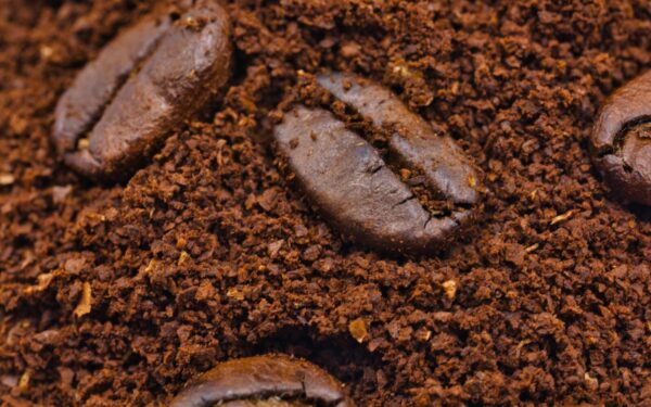 Paprasta priemonė nuo šliužų ir amarų: sužinokite, kaip kavos tirščiai saugo braškių derlių