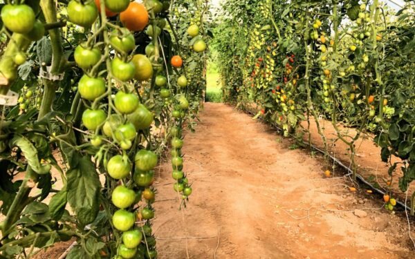 Šiltnamių paslaptis: patarimai, kaip formuoti pomidorus, kad derlius būtų gausus