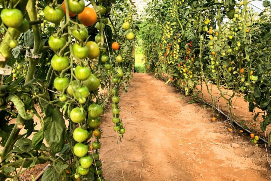 Šiltnamių paslaptis: patarimai, kaip formuoti pomidorus, kad derlius būtų gausus