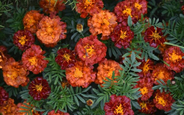 Sodininkai šią aksamitės veislę renkasi vis dažniau: žydi iki pat šalnų be didelių pastangų