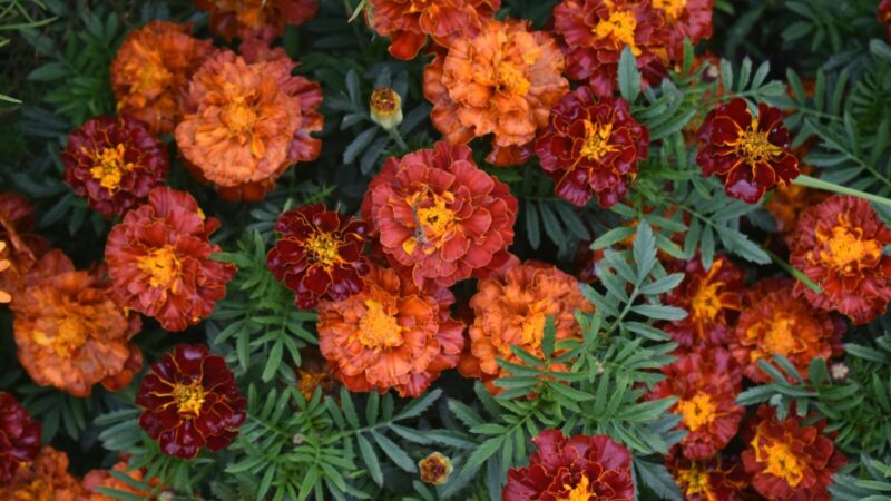 Sodininkai šią aksamitės veislę renkasi vis dažniau: žydi iki pat šalnų be didelių pastangų