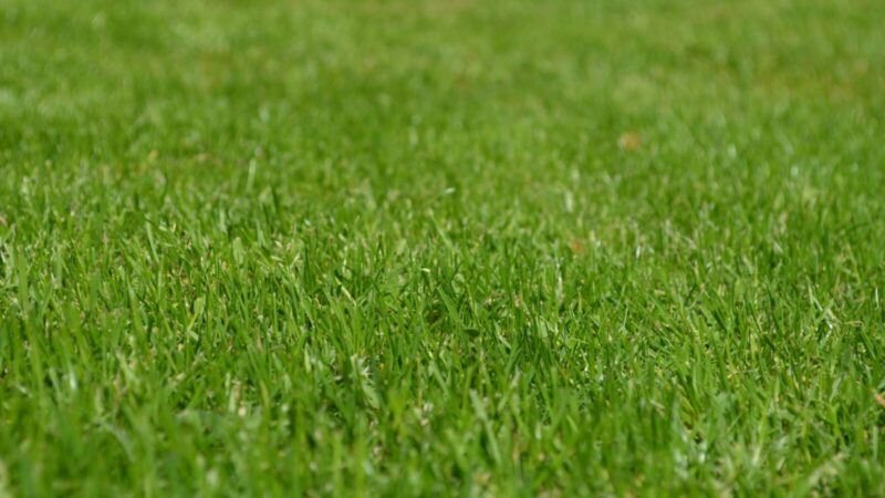 Kodėl kaimyno veja gražesnė? Atsakymas slypi svarbiuose pavasario darbuose