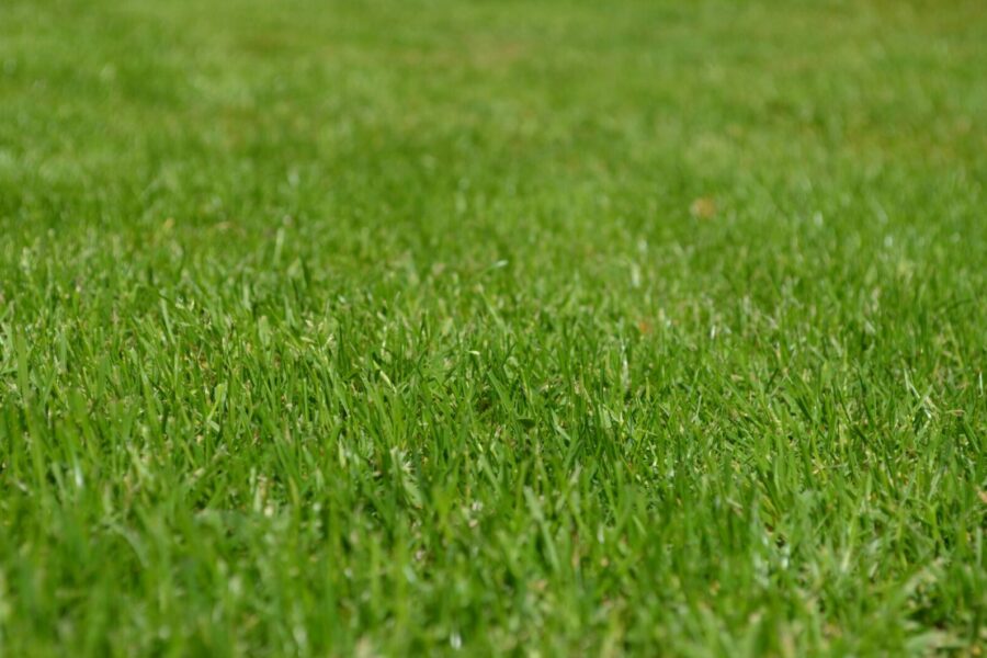 Close-up of a vibrant green grass lawn under clear daylight, ideal for backgrounds.