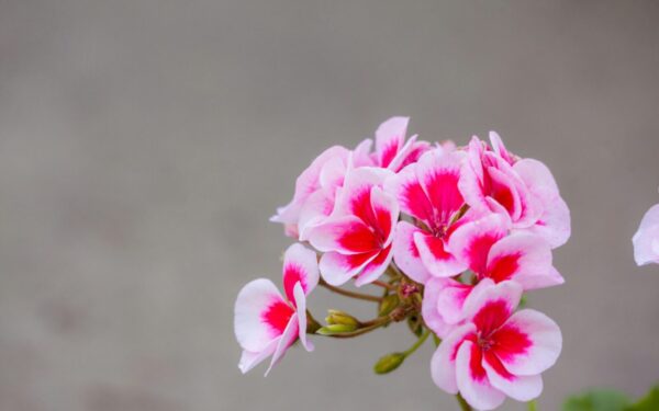 Aspirinas pelargonijoms kelia diskusijas: ekspertai ragina būti atsargiems, tai ne visada gera išeitis