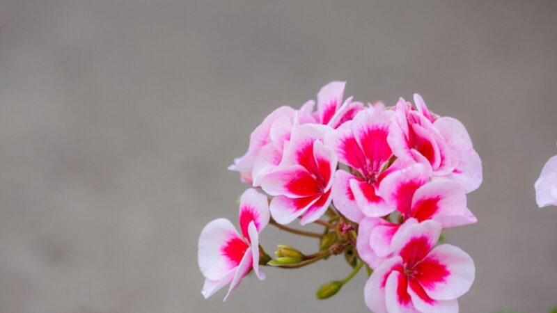 Aspirinas pelargonijoms kelia diskusijas: ekspertai ragina būti atsargiems, tai ne visada gera išeitis