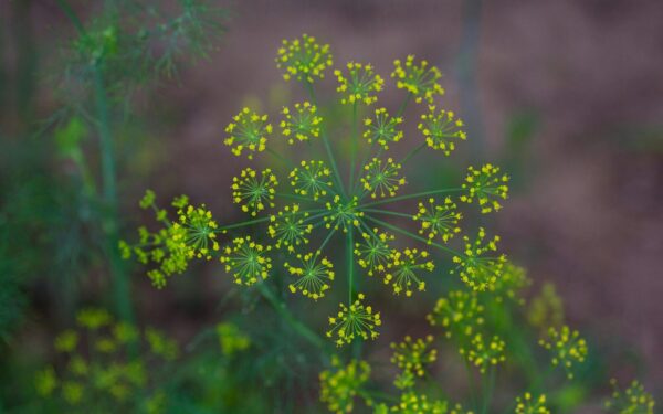 Krapų auginimas nuo pavasario iki rudens: patarimai, kada sėti ir kaip prižiūrėti