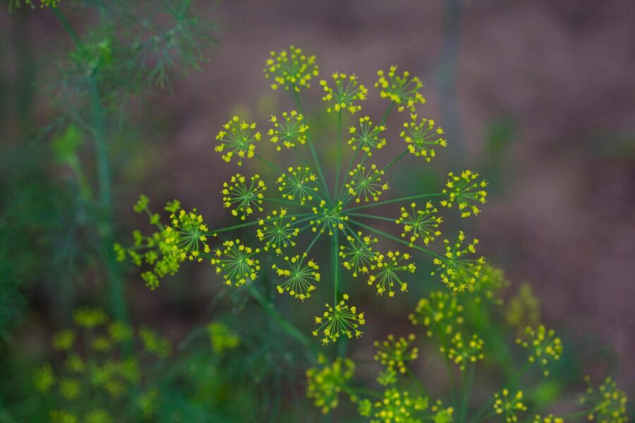 Krapų auginimas nuo pavasario iki rudens: patarimai, kada sėti ir kaip prižiūrėti