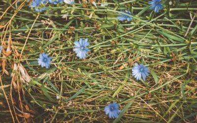 Laukinis augalas, turtingas maistinėmis medžiagomis: dygliuotosios cikorijos savybės ir panaudojimas