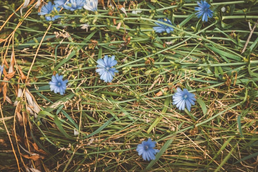 Laukinis augalas, turtingas maistinėmis medžiagomis: dygliuotosios cikorijos savybės ir panaudojimas