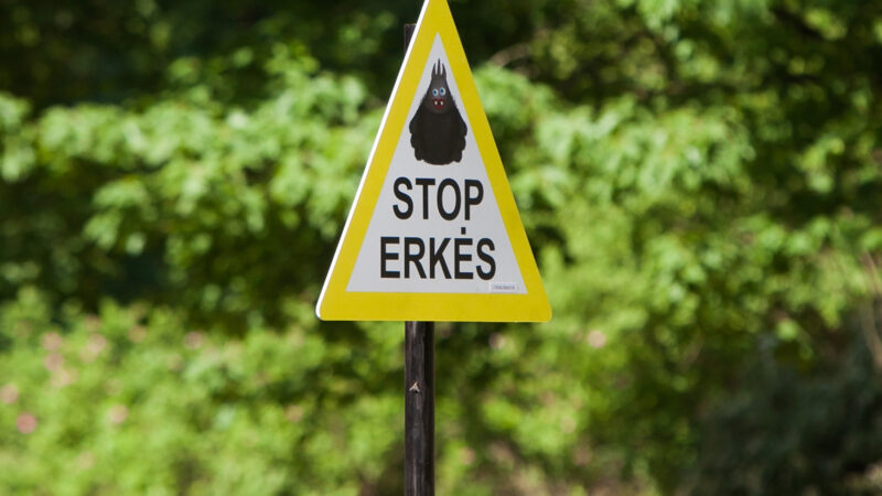 Reaguoti privalu turintiems šią kraujo grupę: erkės kelia didžiulę grėsmę, kaip apsisaugoti?