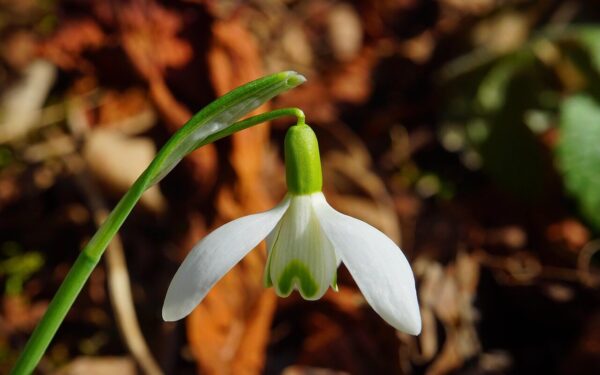 Po savaitgalio – netikėtos orų prognozės: kas iš tiesų artėja prie Lietuvos?
