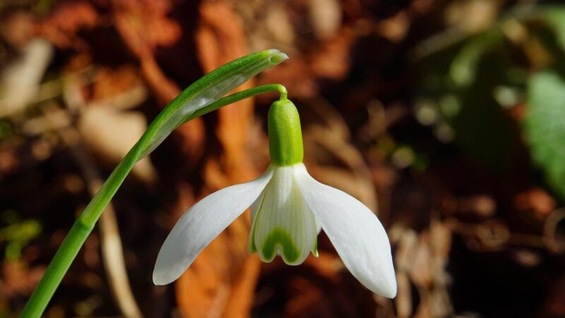 Po savaitgalio – netikėtos orų prognozės: kas iš tiesų artėja prie Lietuvos?