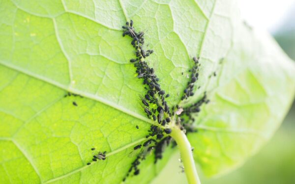 Vaismedžių apsauga nuo amarų: veiksmingi sprendimai, ką daryti, kad skruzdėlės jų nenešiotų