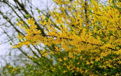 Natūralus pasirinkimas geresnei pavasario savijautai: sužinokite, kuo naudinga forzitijų arbata